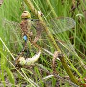 Vagrant Emperor mating pair